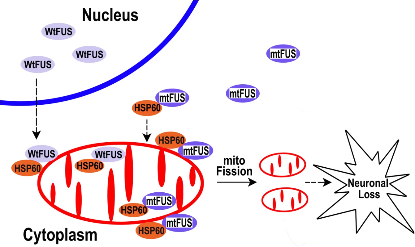 A working model for FUS-induced neurotoxicity.