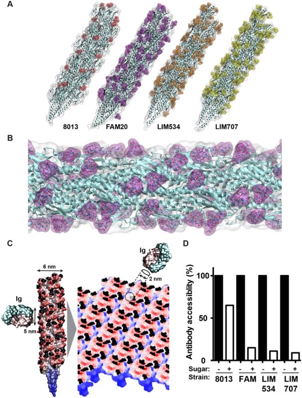 Molecular modeling of antibody accessibility to the primary structure of class II pilins.