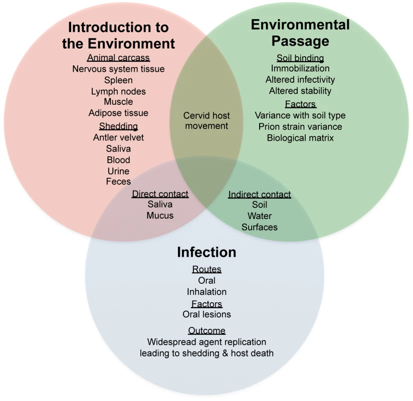 Factors influencing horizontal transmission of prion disease in the environment.