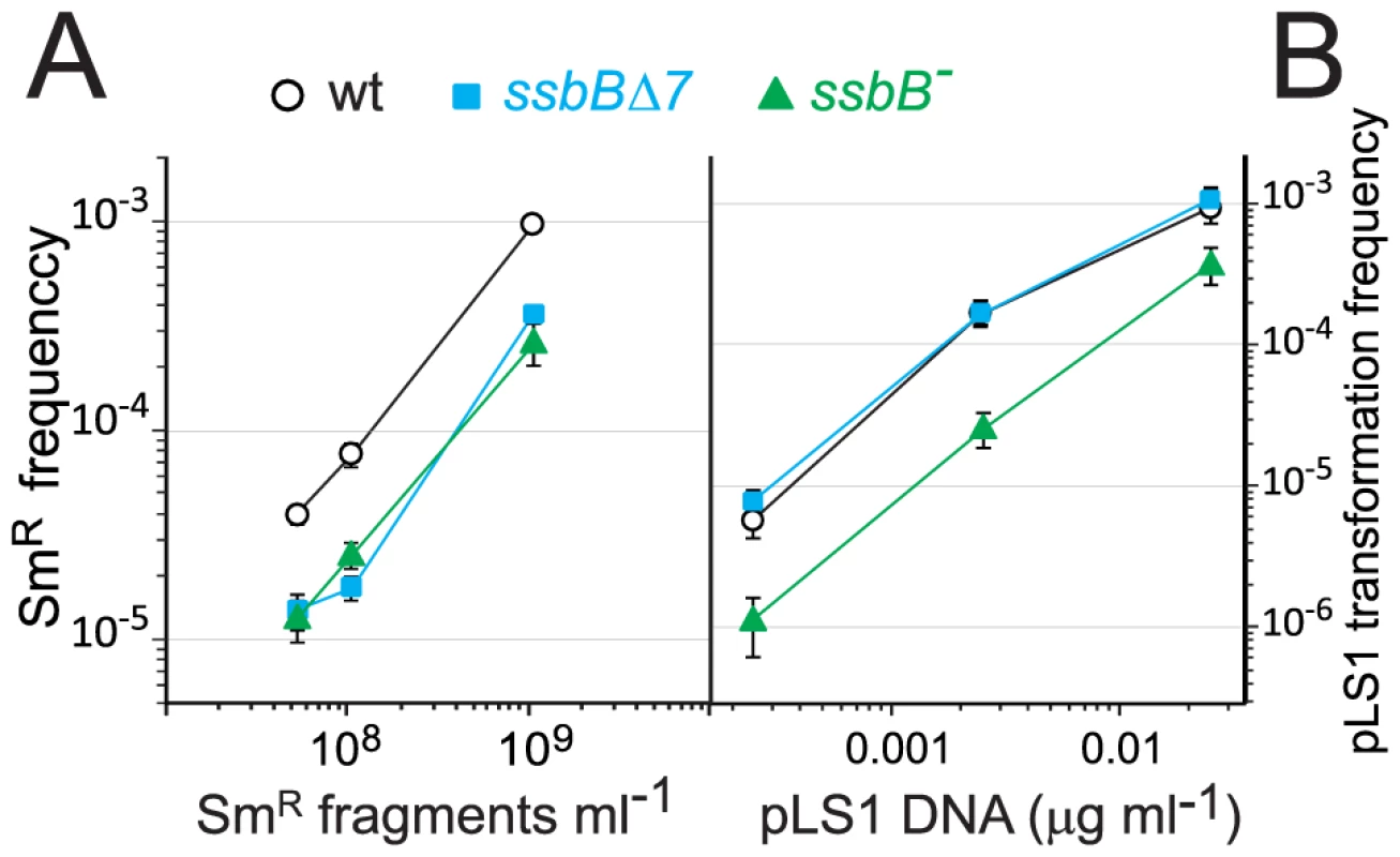 Differential effect of <i>ssbB</i><sup>−</sup> and <i>ssbB</i>Δ<i>7</i> mutations on chromosomal and plasmid chromosomal transformation.