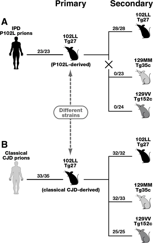 Summary of serial passages of IPD P102L prions (A) and classical CJD prions (B) to transgenic mice expressing human PrP 102L or wild type human PrP.