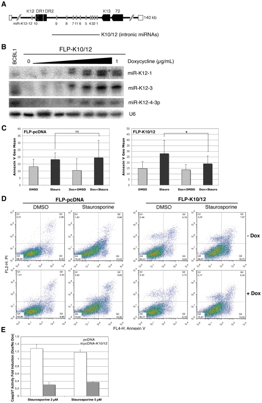 HEK293 cells expressing KSHV miRNAs are less sensitive to apoptosis.