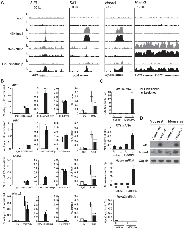 L-DOPA mediated H3K27me3S28 phosphorylation correlate with reduced PcG binding and derepression of genes.