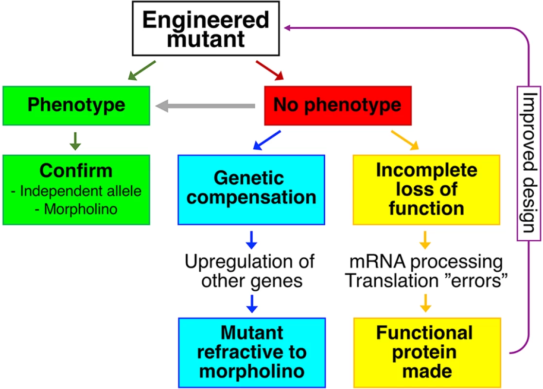 Reverse genetics and mutant phenotypes.
