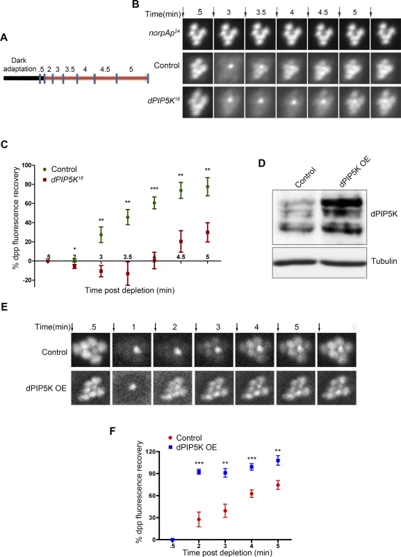 dPIP5K controls PIP<sub>2</sub> dynamics in <i>Drosophila</i> photoreceptors.