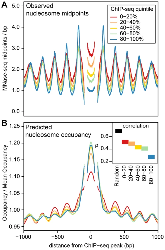 Predicted and observed nucleosome occupancy around ChIP–seq peaks.