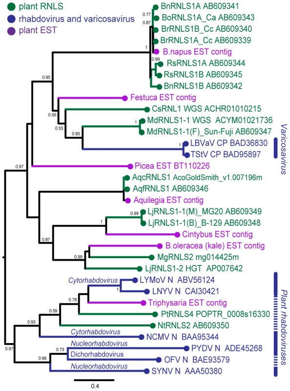 Phylogenetic analyses of the nucleocapsid protein sequences of rhabdoviruses and RNLSs.