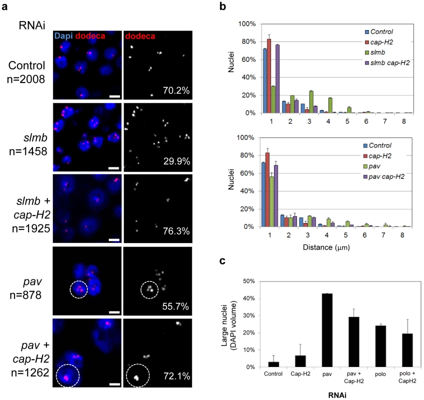 RNAi of a subset of pairing promoters causes Cap-H2–dependent pairing disruption.