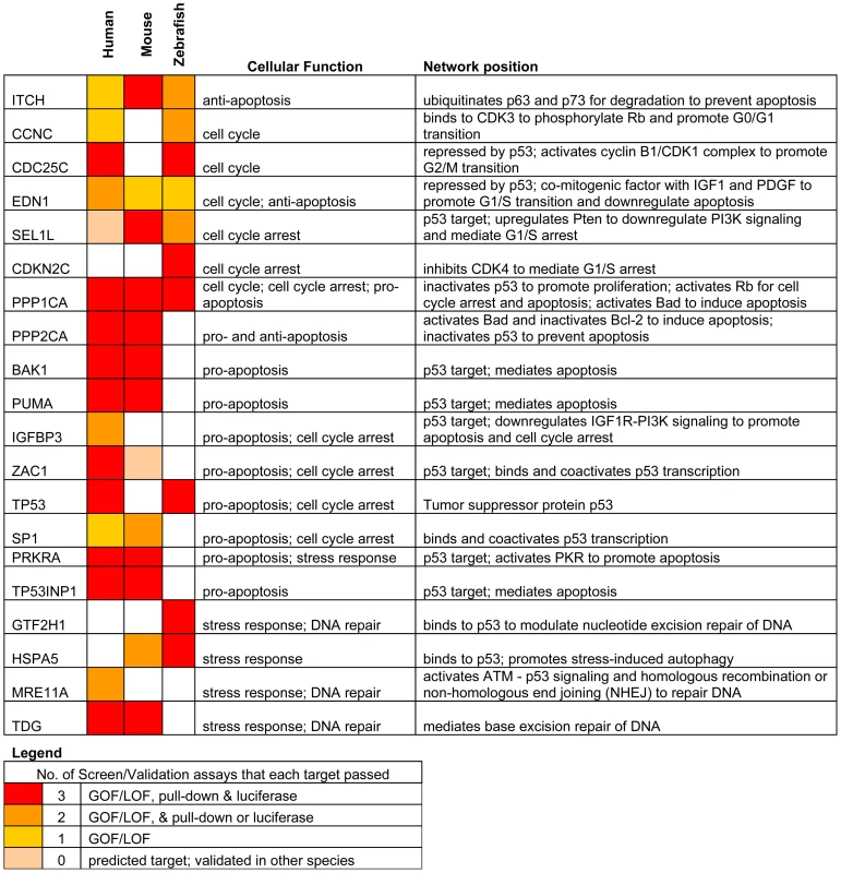 Summary of genes in p53 network that are directly targeted by miR-125b.
