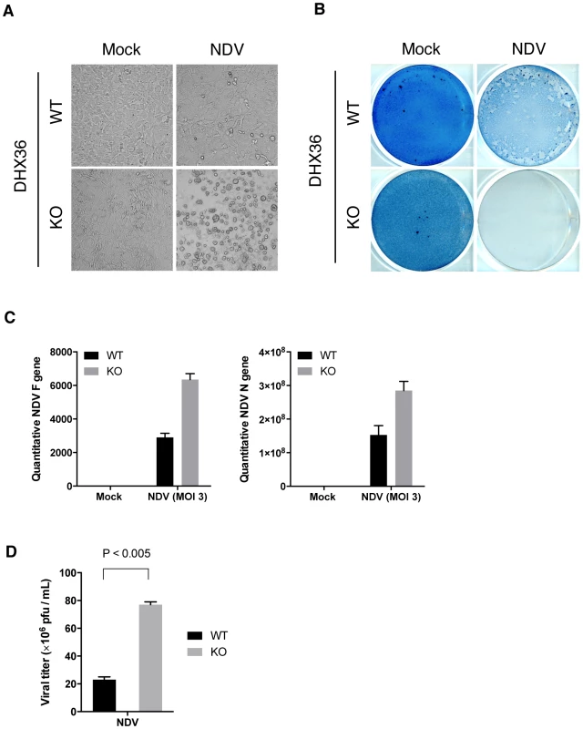 DHX36 deficiency results in enhanced cytopathic effect and propagation of NDV.