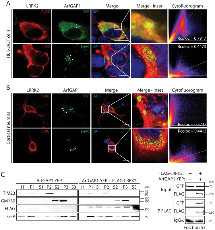 Co-localization of LRRK2 and ArfGAP1 in mammalian cells and neurons.