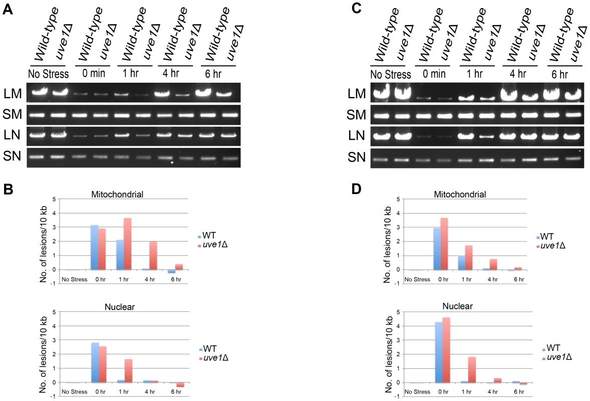 Uve1 is required for efficient repair of mitochondrial DNA damage post UV stress.