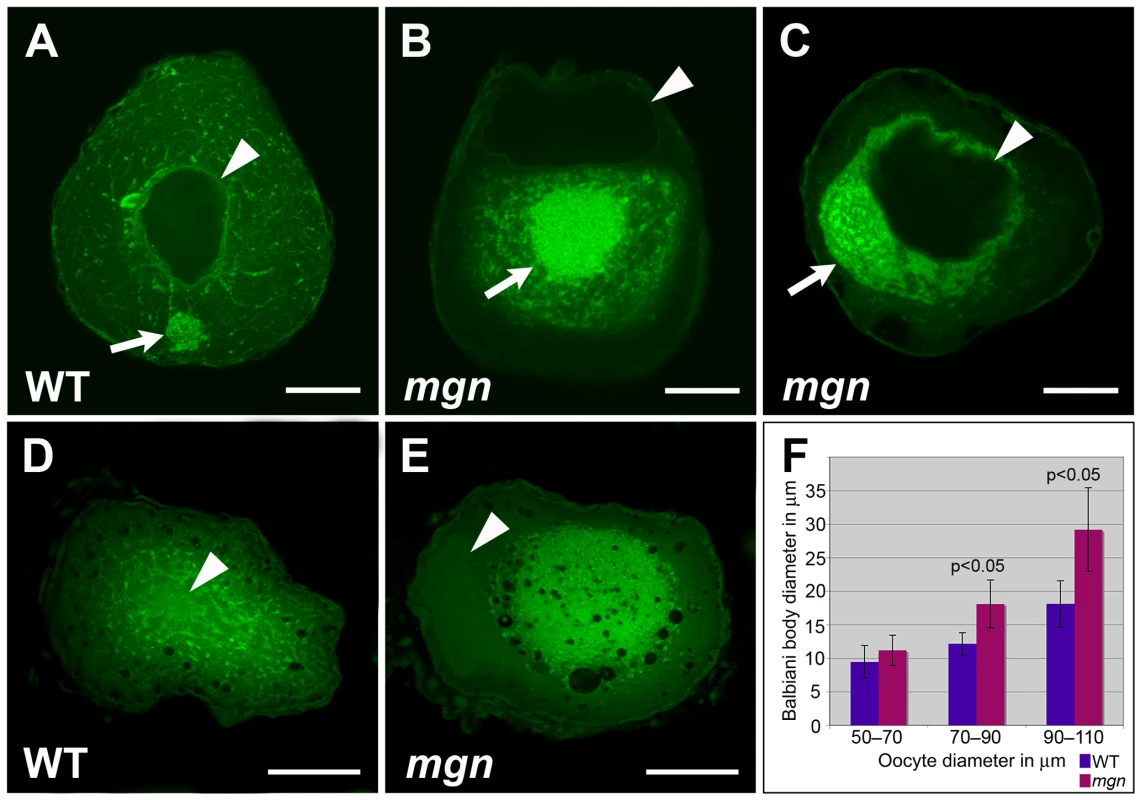 <i>mgn</i> mutant oocytes exhibit an enlarged Balbiani body and absence of mitochondria and ER from the periphery of the oocyte.