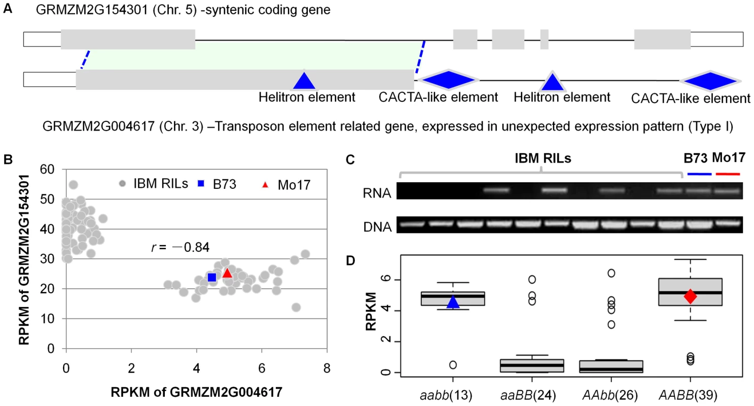 Co-expression complementary effect between a transposon-related gene and its ancestral syntenic gene.
