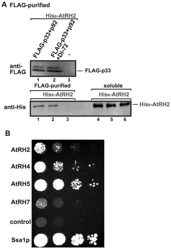 AtRH2 is a component of the tombusvirus replicase in yeast.
