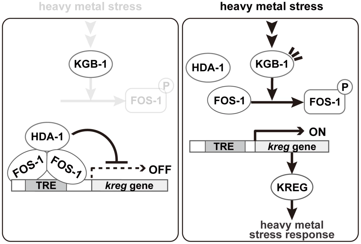 Proposed model for the KGB-1 pathway in stress response.