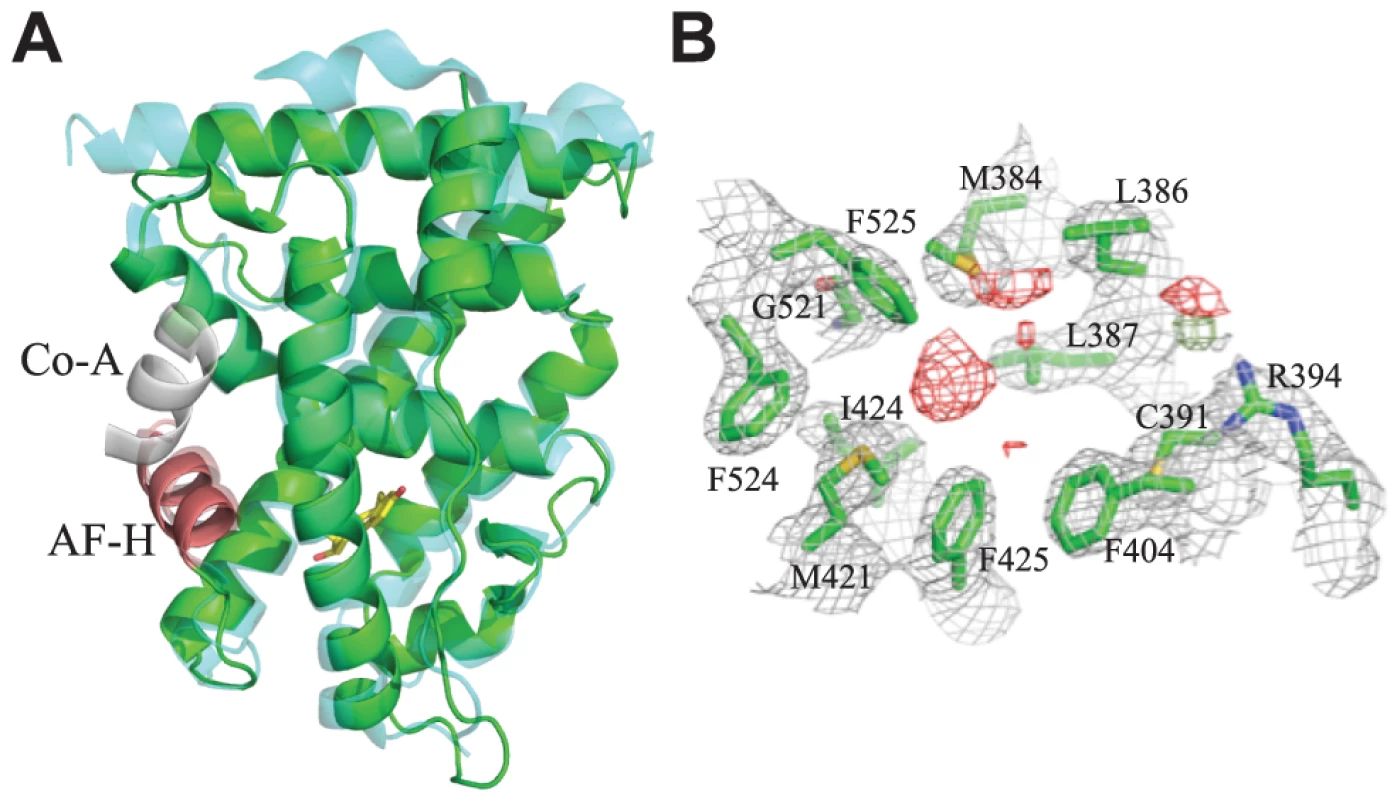 Crystal structure of CgER in the active conformation without ligand.