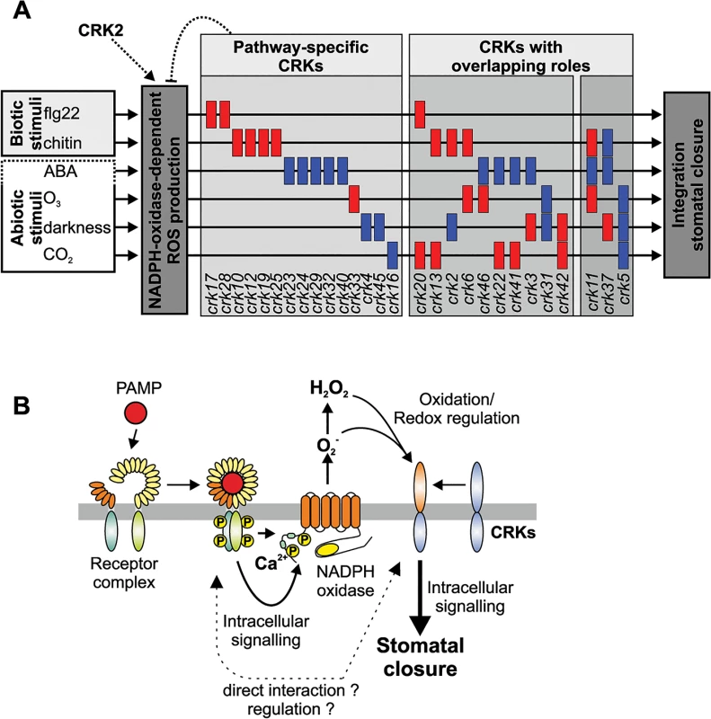 Models of CRK function and how they could provide specificity of stomatal aperture regulation.