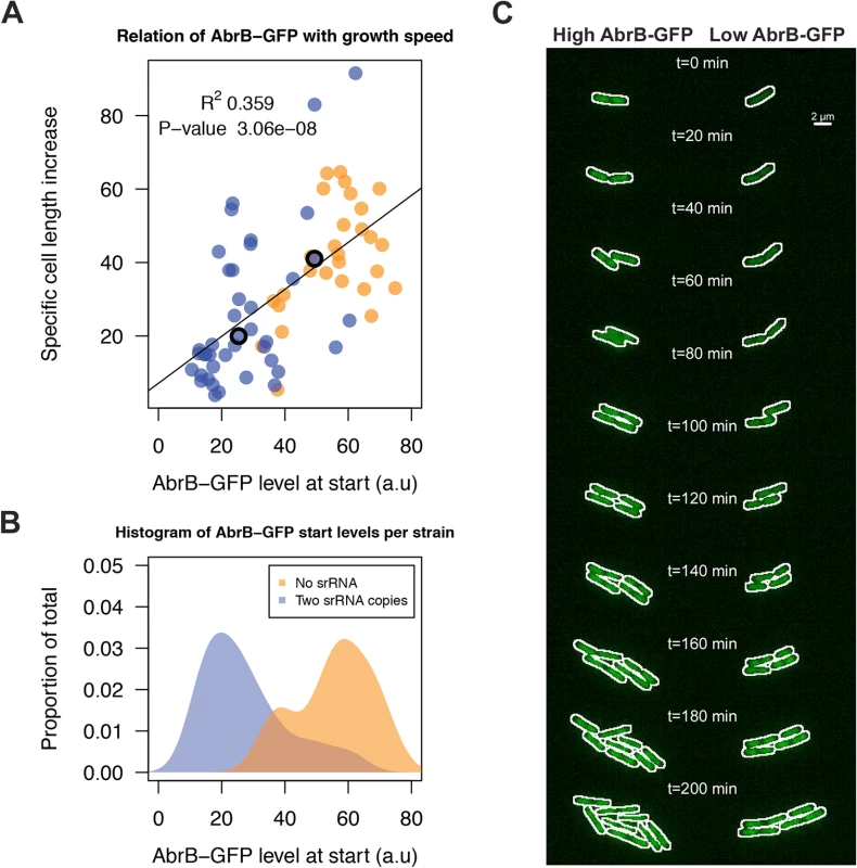 RnaC/S1022-induced variation in AbrB-GFP levels leads to heterogeneity in growth rates.