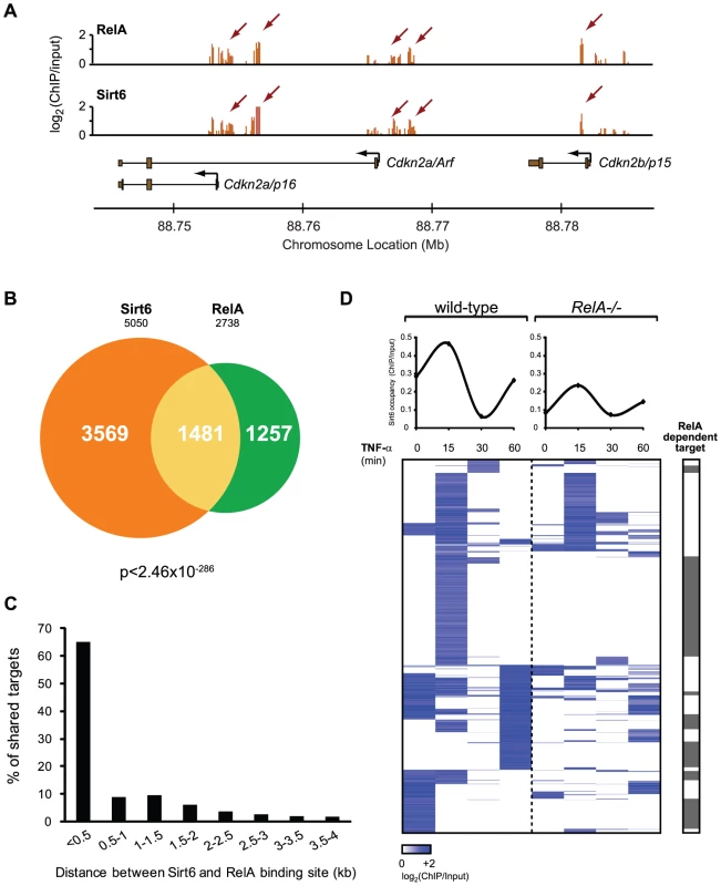 RelA drives dynamic relocalization of Sirt6.
