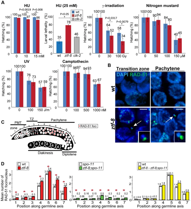 ZTF-8 is required for DNA repair in both mitotic and meiotic germline nuclei.