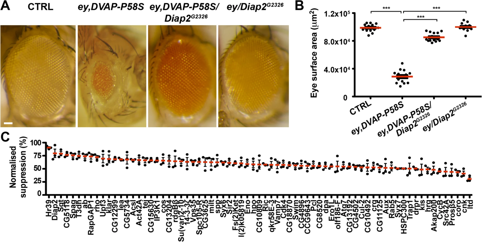An overexpression screen for modifiers of the DVAP-P58S eye phenotype identified 71 suppressors.