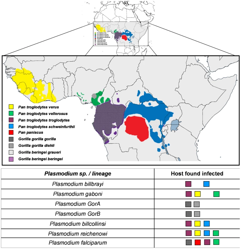 Distribution of the different subspecies of chimpanzees, bonobos, and gorillas in Africa and representation of the spread of the different &lt;i&gt;Plasmodium&lt;/i&gt; species in these subspecies.