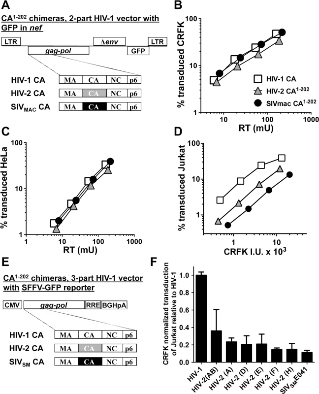 The capsid of SIV<sub>MAC</sub>, HIV-2, or SIV<sub>SM</sub> is sufficient to decrease HIV-1 transduction efficiency in a T cell-specific manner.