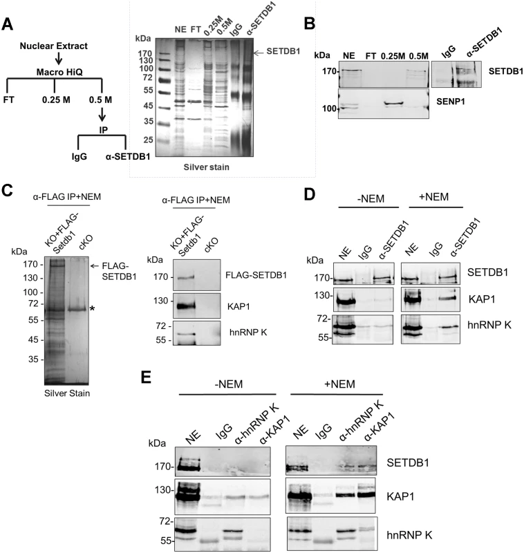 hnRNP K is associated with SETDB1 and KAP1 in mESCs.