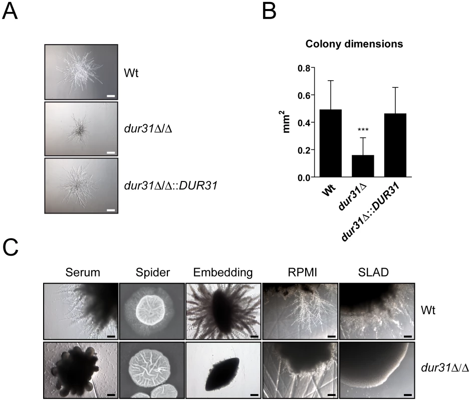 Dur31 is required for filamentous colony formation.