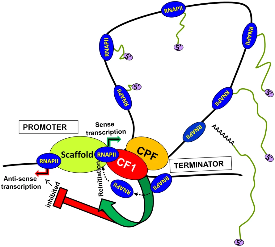 A model showing the role of CF1-dependent gene looping in promoting reinitiation of sense transcription and in limiting promoter-initiated divergent anti-sense transcription.