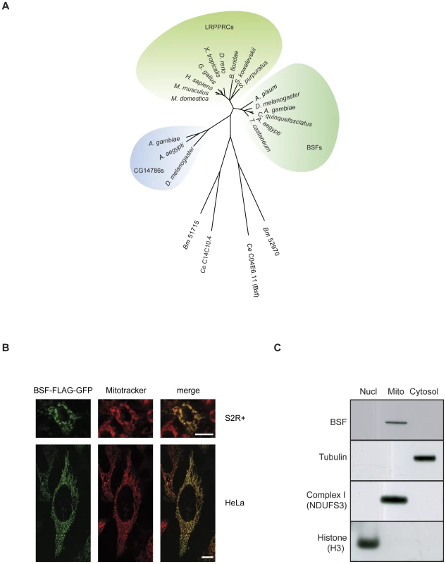 Phylogenetic analysis and subcellular localization of BSF.