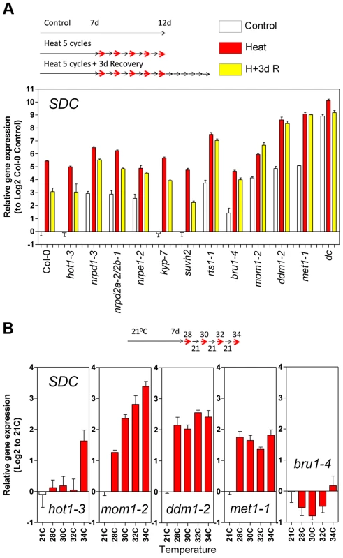 Epigenetic regulation of heat-induced <i>SDC</i> release from silencing.