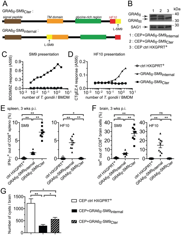 Grafting subdominant SM9 at GRA6<sub>II</sub> C-terminus enhances its presentation, overturns the dominance hierarchy and provides efficient cyst control.