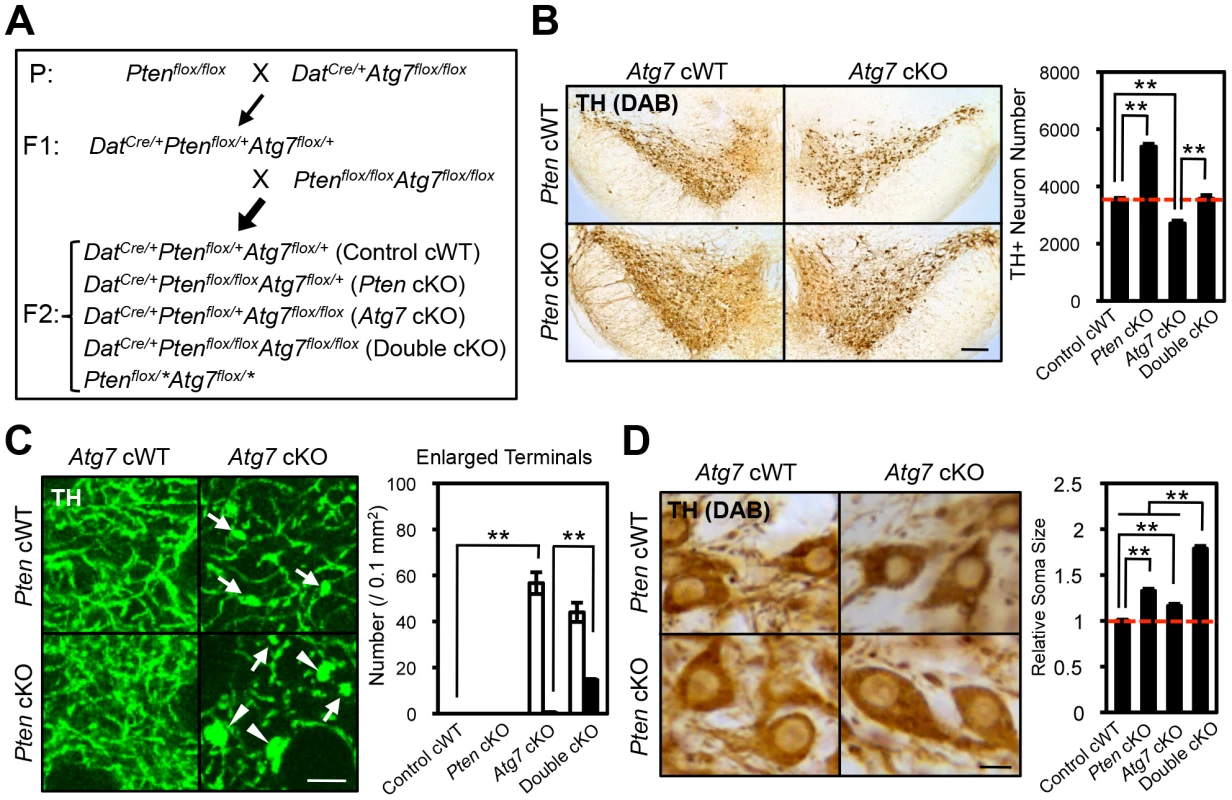 Atg7 and Pten double deficiency synergistically increases axon terminal size in midbrain DA neurons.