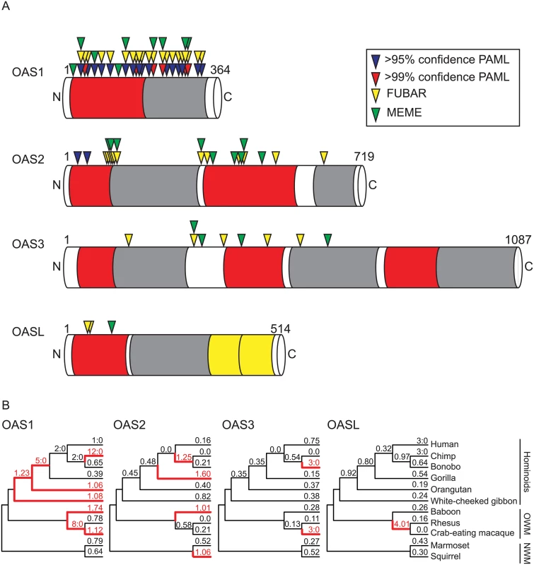 Evolutionary histories vary across the OAS gene family in primates.