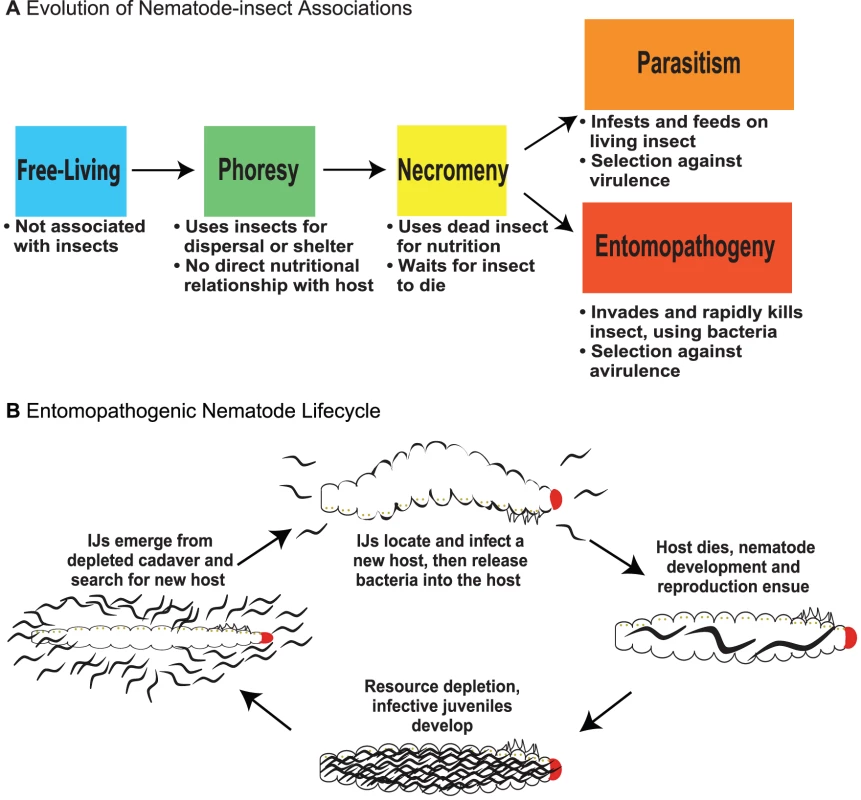 Evolution of nematode–insect associations and the entomopathogenic nematode life cycle.