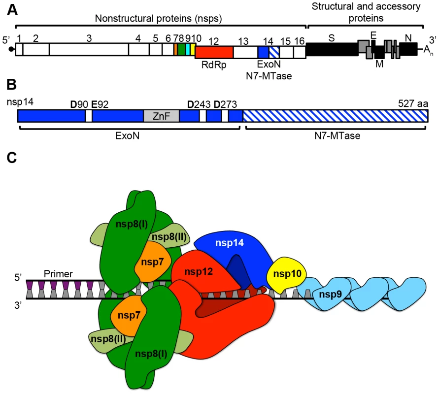 CoV genomic architecture and nonstructural proteins (nsps).