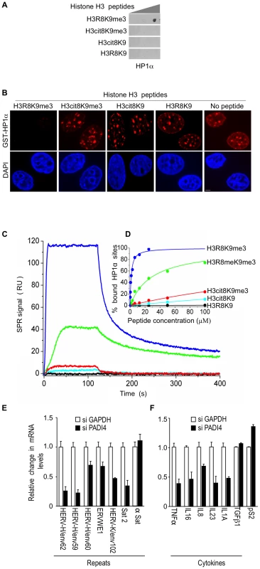 The H3cit8K9me3 double histone modification reduces the affinity of HP1α for the H3K9me3 single modification.