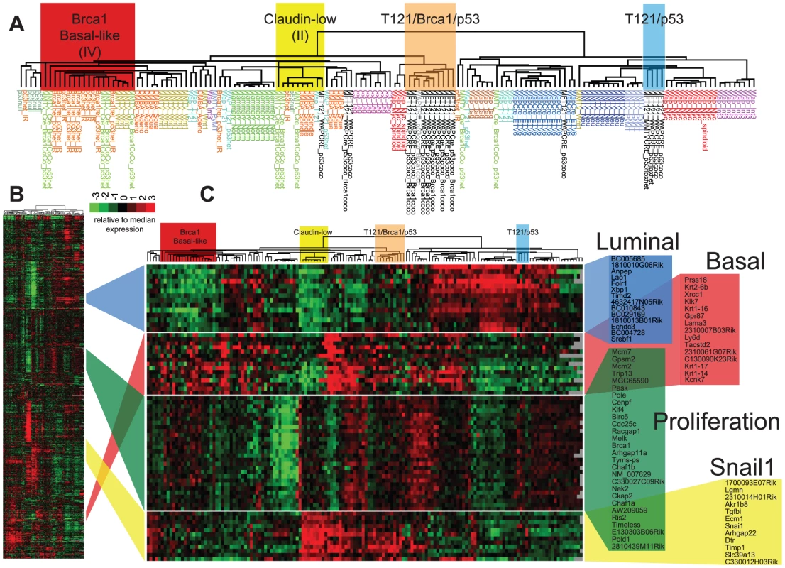 TBP tumors share features of Basal-like and Claudin-low expression signatures.