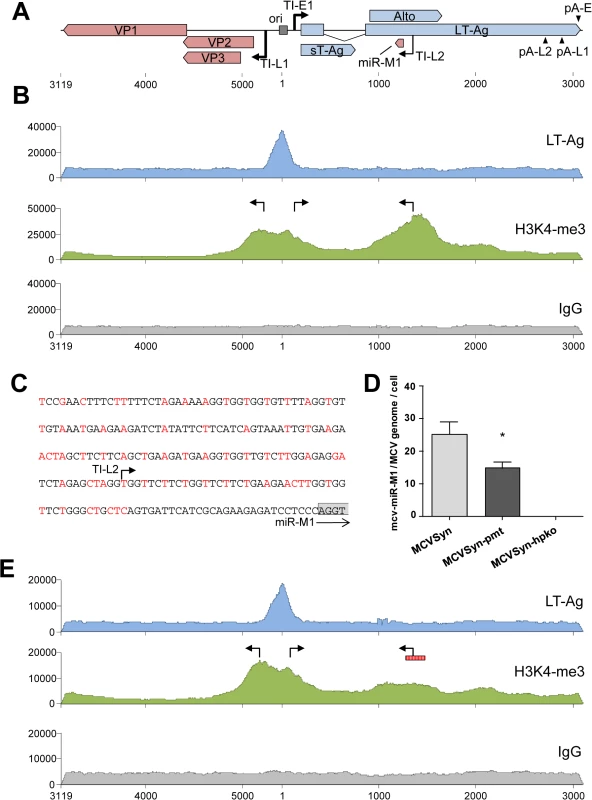 ChIP-seq analysis and miRNA expression in wt and mutated MCVSyn genomes.