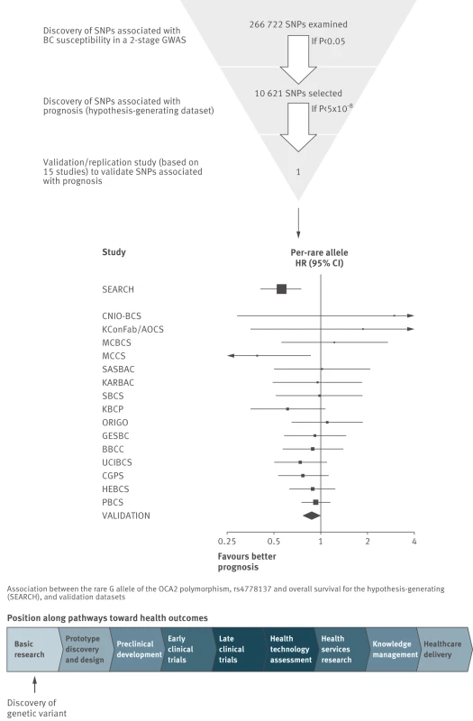 Discovery of prognostic factors: a genome-wide association study of survival among people with breast cancer, and replication in 15 studies (Mid-figure forest plot based on example plots in <em class=&quot;ref&quot;>[4]</em>.