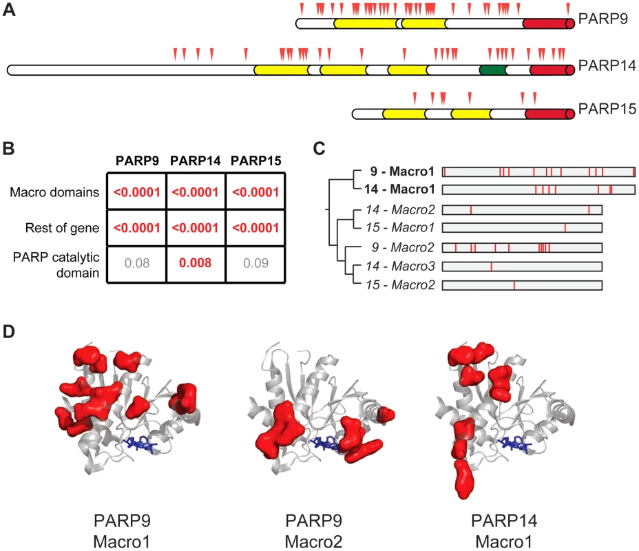 Widespread distribution of positive selection in macro-PARP genes.