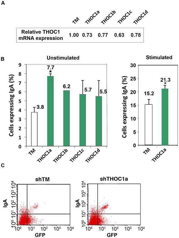 Depletion of THOC1 in CH12 murine B cell line enhances class switch recombination.