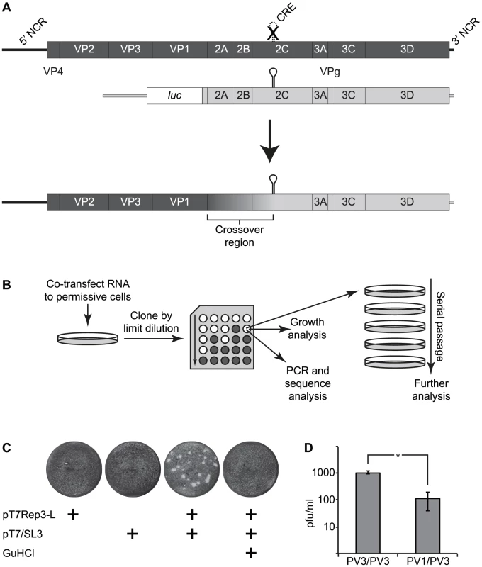 The CRE-REP assay to analyse recombination in enteroviruses.