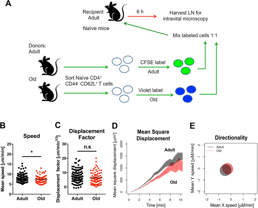 Migration of naïve CD4<sup>+</sup> T cells from old mice into naive LN.