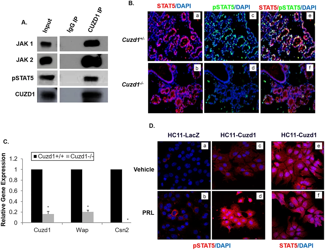 CUZD1-mediated STAT5 signaling is necessary for PRL-induced proliferation and differentiation of the mammary gland.