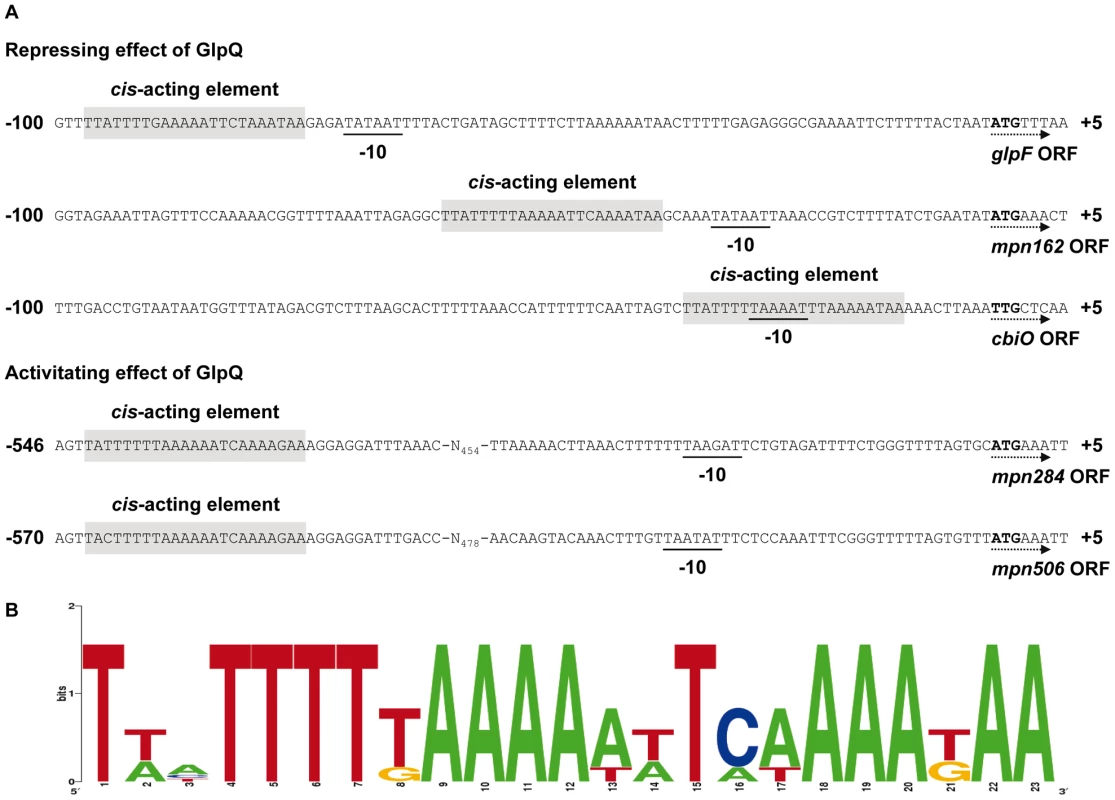 Transcriptional organization of GlpQ-dependent genes in <i>M. pneumoniae</i>.