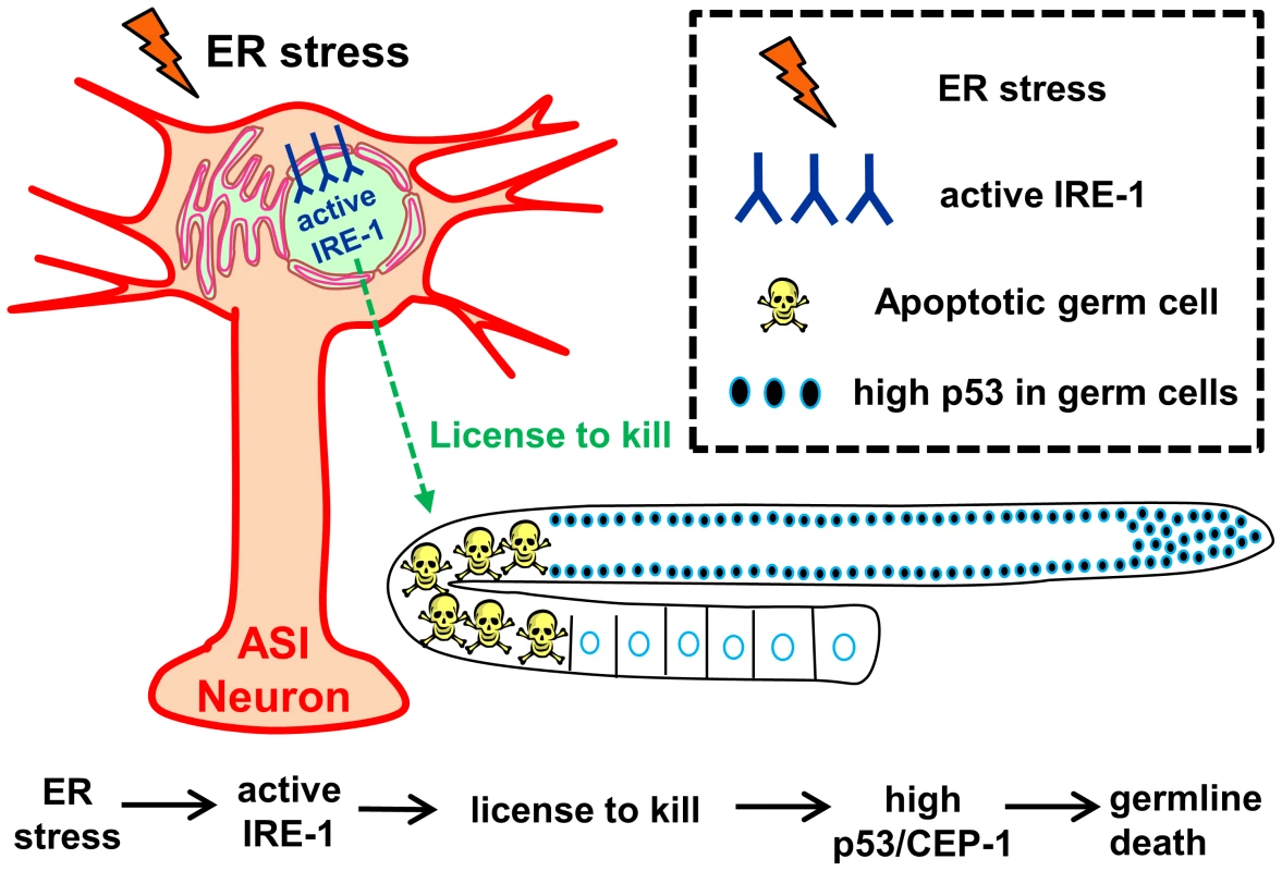 Model – Activation of IRE-1 in the ASI neurons induces germ cell apoptosis.