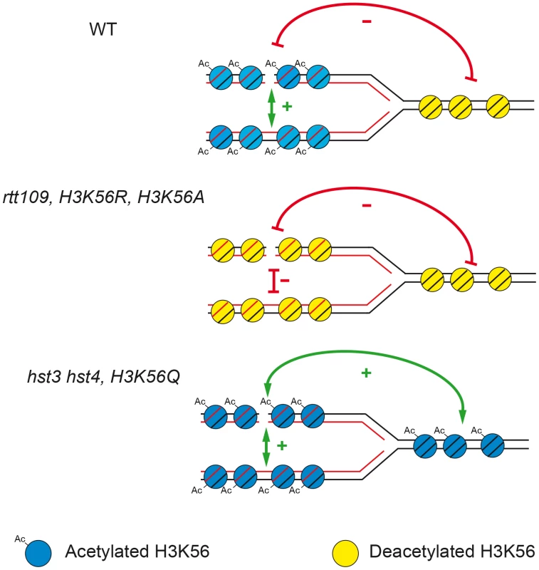 Model to explain how the state of acetylation/deacetylation of H3K56 influences SCR.